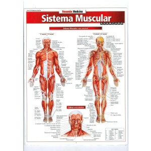 RESUMÃO SISTEMA MUSCULAR AVANÇADO